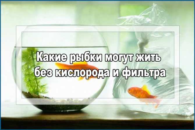 Топ 25 лучших рыбок для маленького аквариума [3-30 литров]
