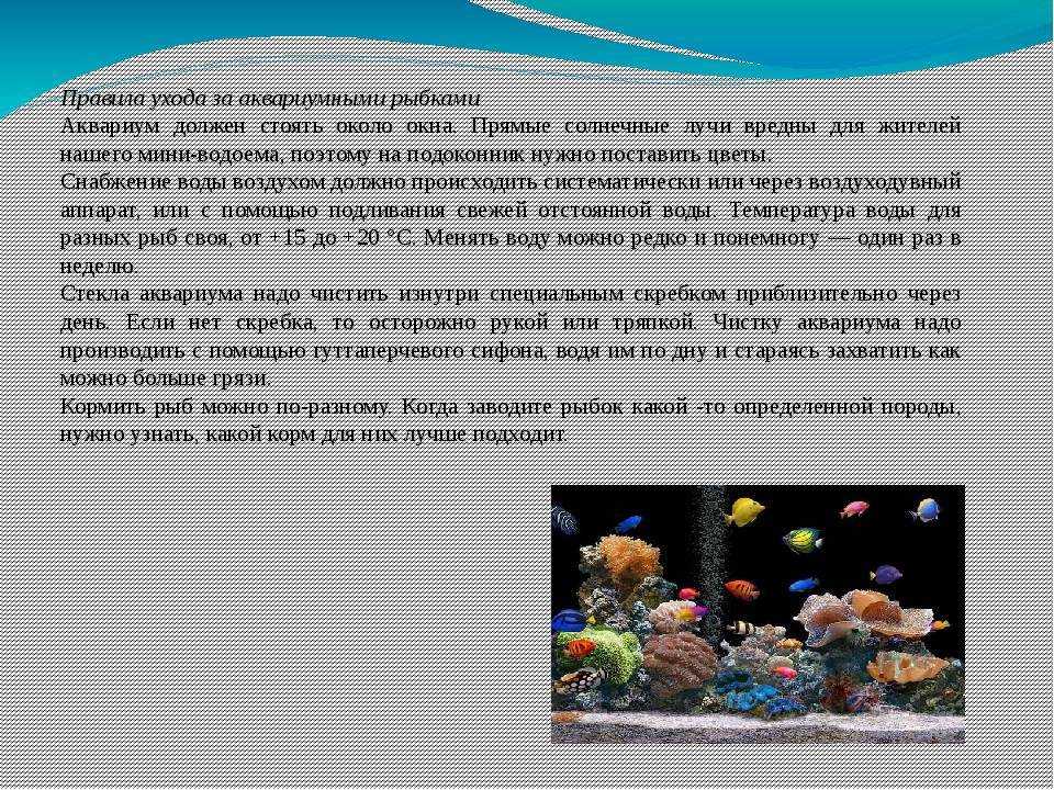 Топ-10 рыбок неприхотливых аквариумных рыбок