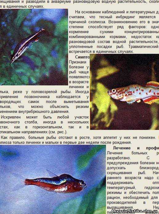 Лечение рыбок