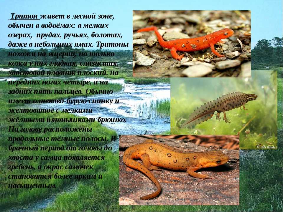 Тритоны в домашних условиях: содержание, кормление, уход, размножение
