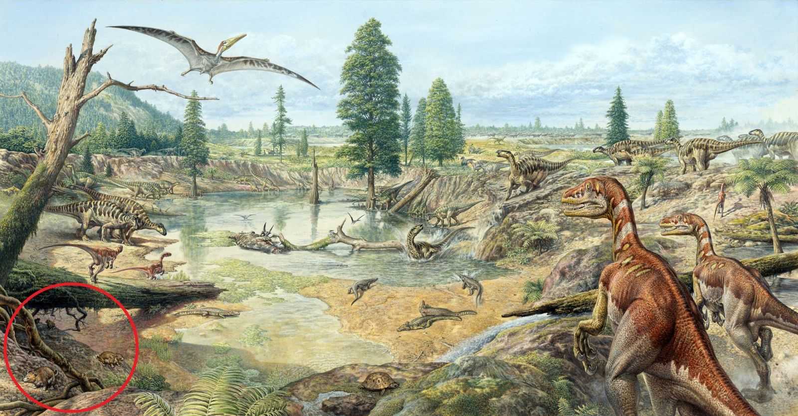 Полиптерус: содержание и уход, чем кормить, как разводить, отличия