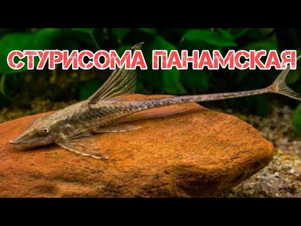 Лорикарии и стурисомы в аквариуме
