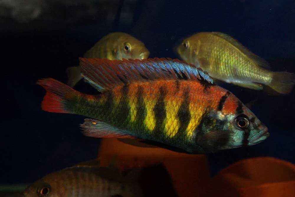 Леопард золотой (nimbochromis venustus): фото, описание, содержание, уход и разведение.