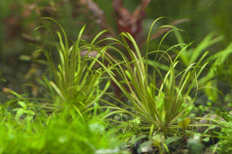 Бликса новогвинейская Blyxa novoguineensis, растет в водоемах Новой Гвинеи Несмотря на свой очень декоративный вид данное растение редко можно встретить в аквариумах любителей, эта бликса