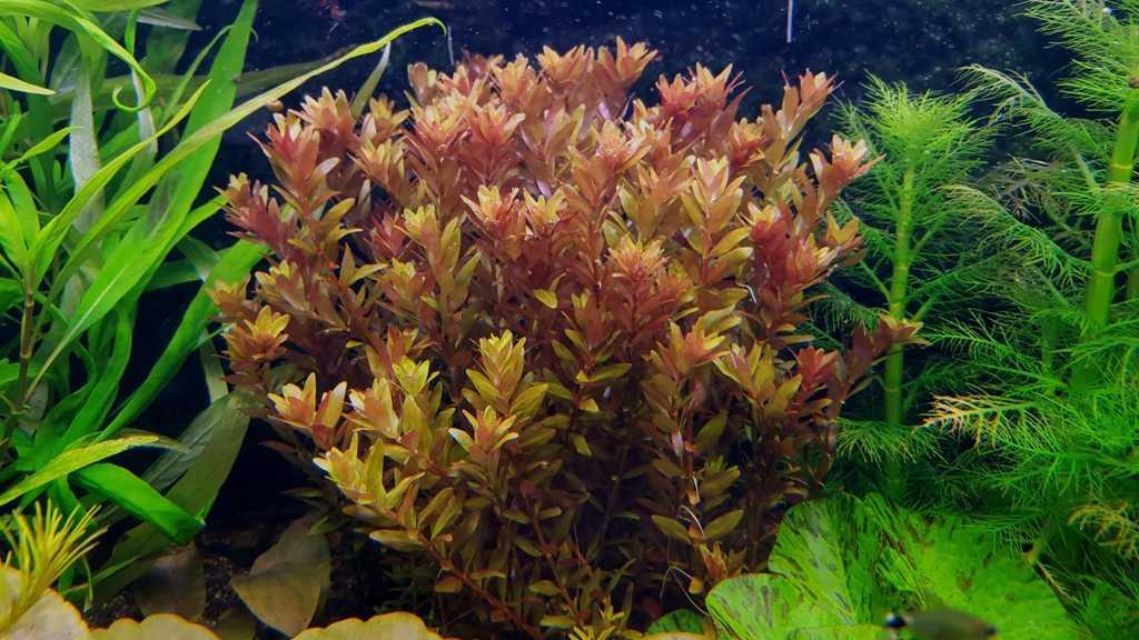 Ротала макрандра (rotala macrandra) характеристики, содержание, размножение.