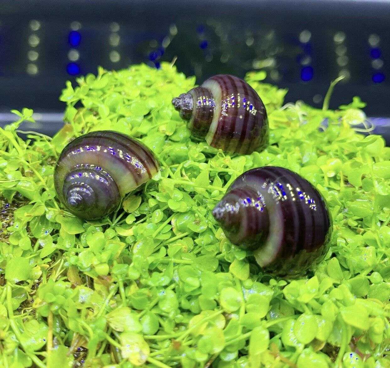 Черная мистерия или яблочная улитка (pilidae), описание вида