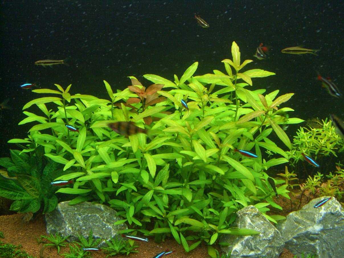 Гигрофила многосеменная (hygrophila polysperma): описание, содержание, фото и отзывы