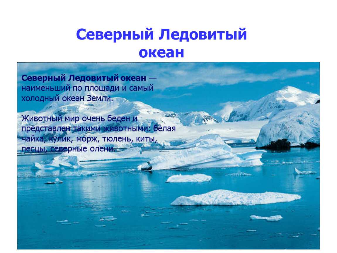 Доклад на тему северный ледовитый океан сообщение (описание для детей)