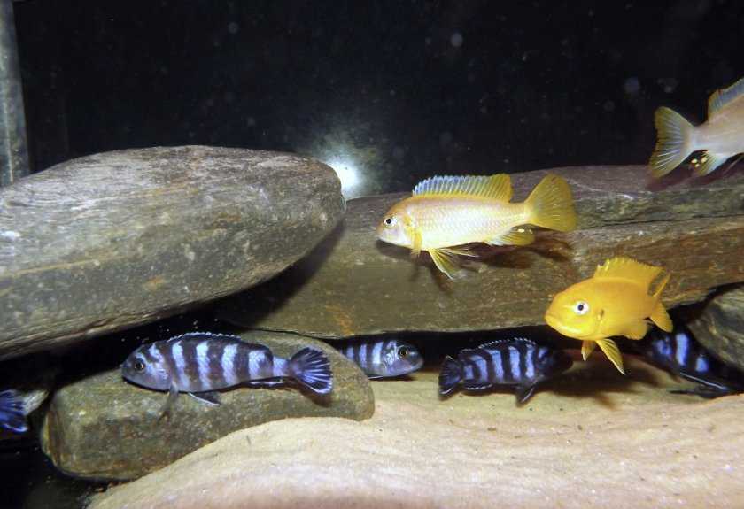 Pseudotropheus demasoni