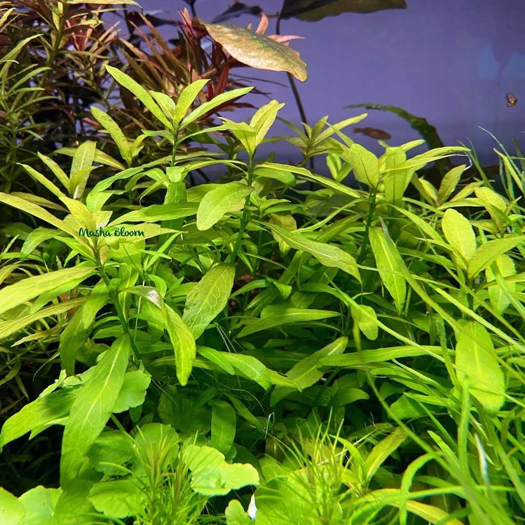 Гигрофила бальзамика (hygrophila balsamica): описание, содержание, фото и отзывы