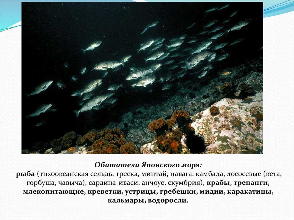 25 крупнейших рек приморского края