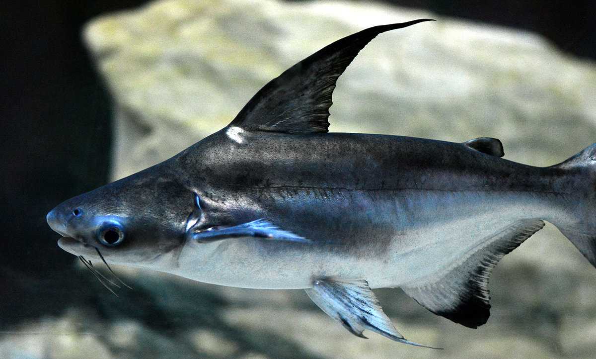 Пангасиус🐟 что за рыба, польза и вред, свойства икры для здоровья