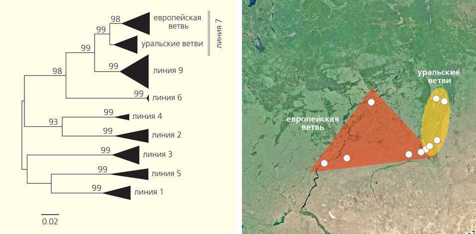 Мангровые заросли: характеристика, виды, флора, климат, фауна, примеры