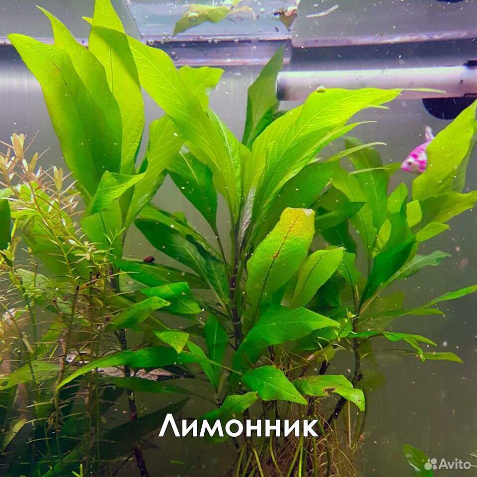 Вольфия: описание, содержание, виды, размножение, фото