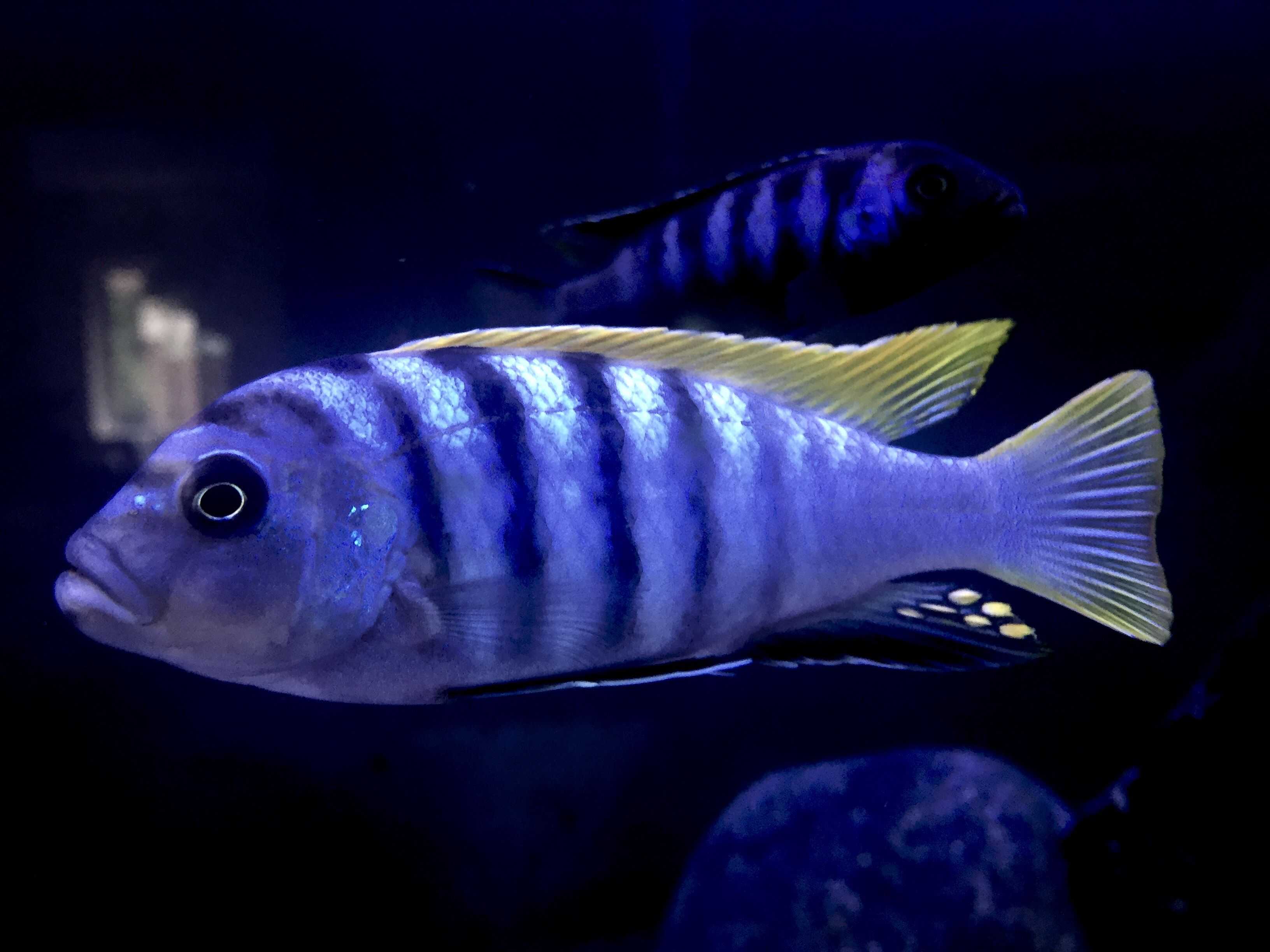 Леопард золотой (nimbochromis venustus): фото, описание, содержание, уход и разведение.