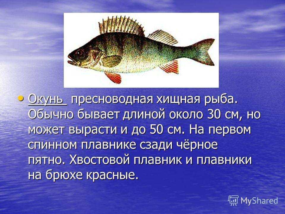 Рыба речной окунь
