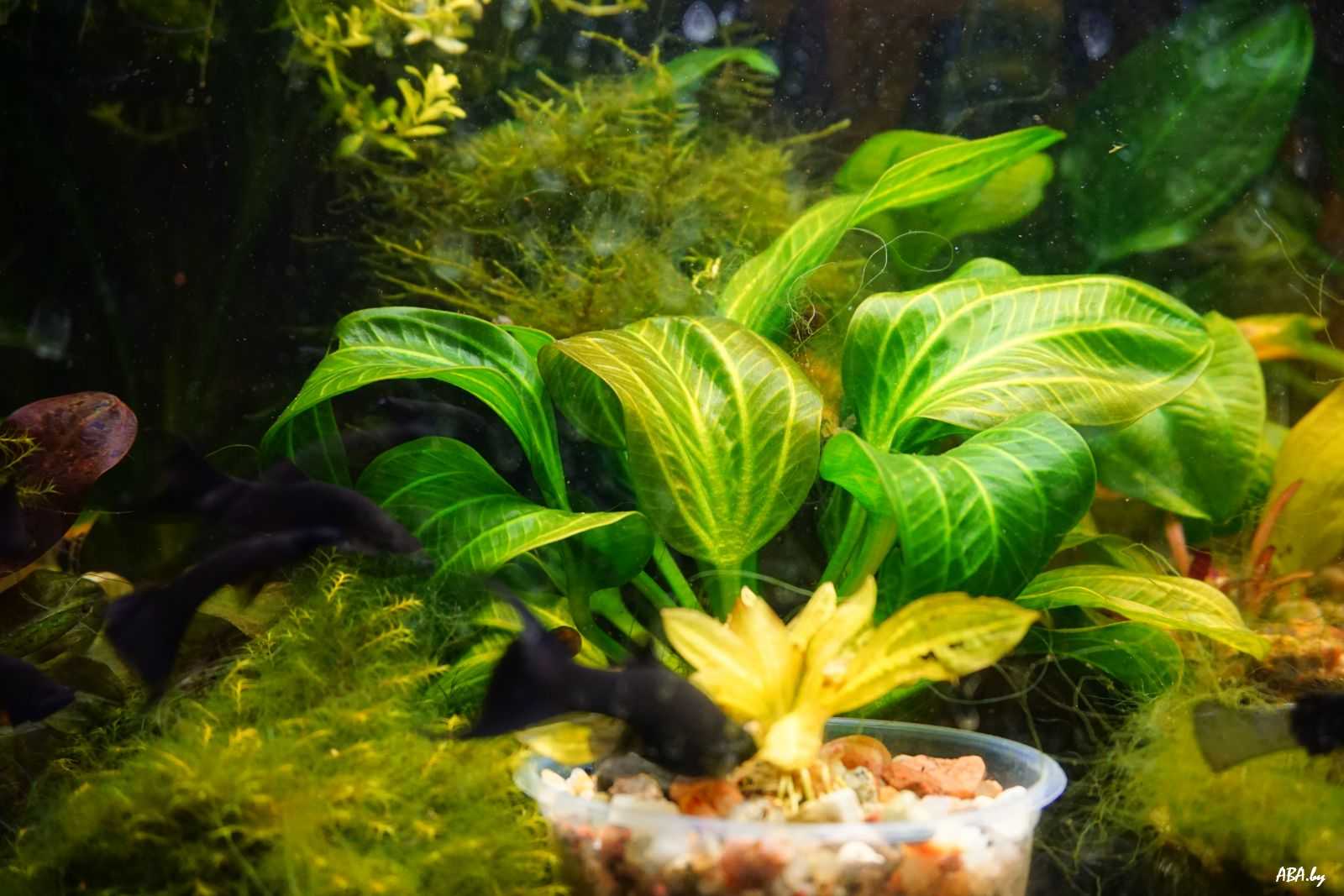 Эхинодорус (echinodorus): описание, виды, уход и особенности