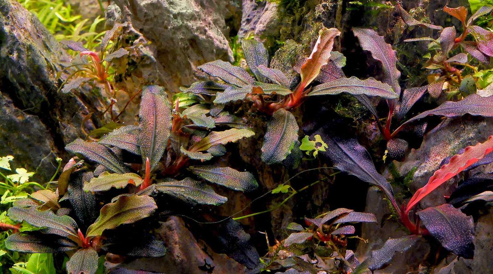 Буцефаландра (bucephalandra) - аквариумные растения