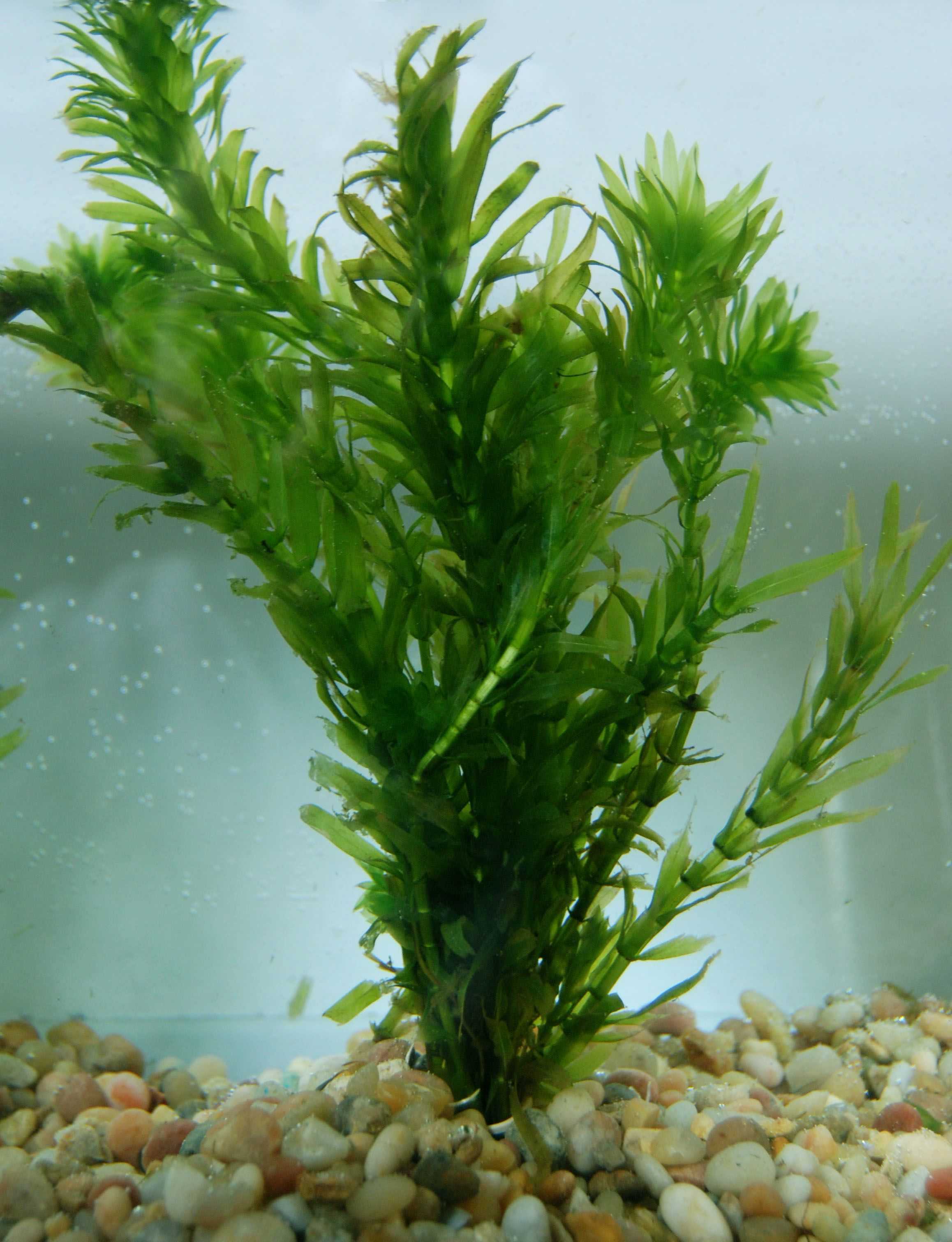 Нужны ли в аквариуме растения? - aqua-tropica.ru