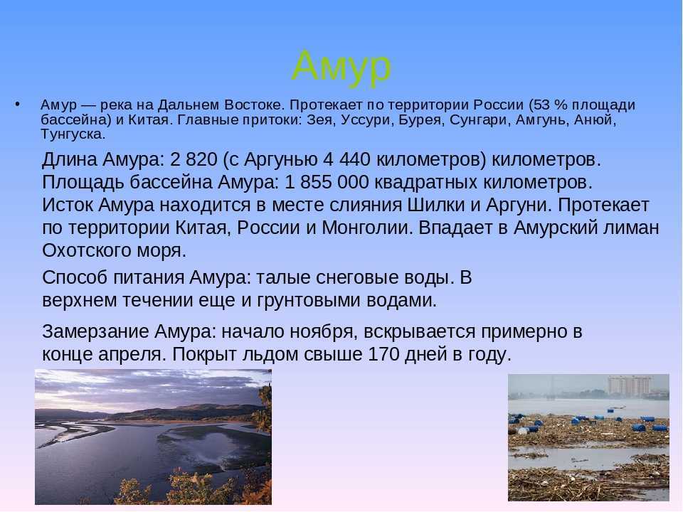 Река амур: обзор и характеристики, притоки, исток, устье