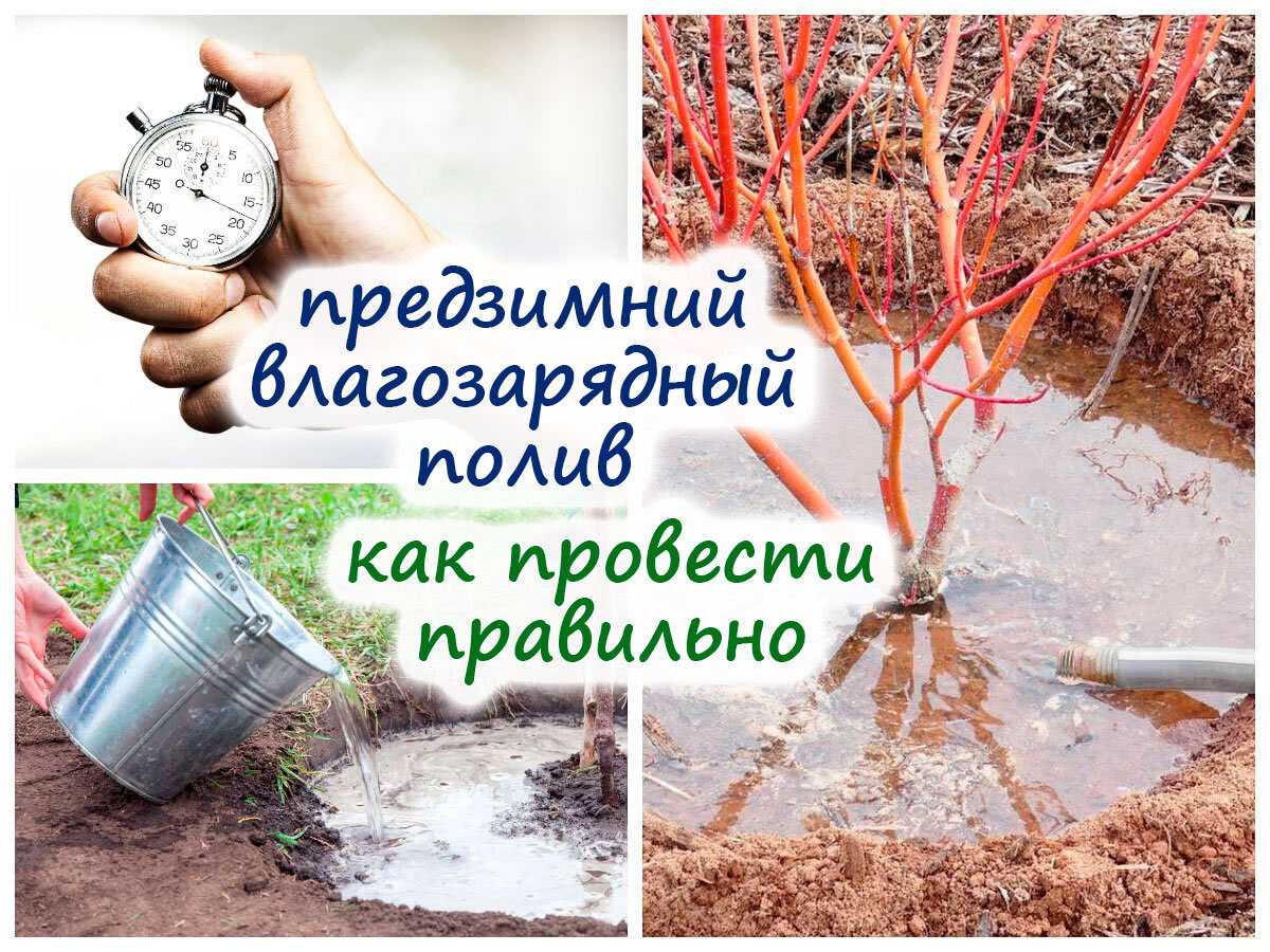 Полив деревьев: когда, сколько, как на supersadovnik.ru