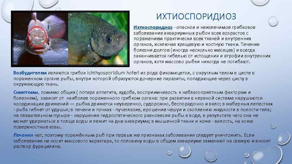 Левомицетин от прыщей: польза, применение, рецепты, отзывы