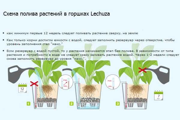 Уход за цветами в коробке с флористической губкой: советы и рекомендации - storyask.ru