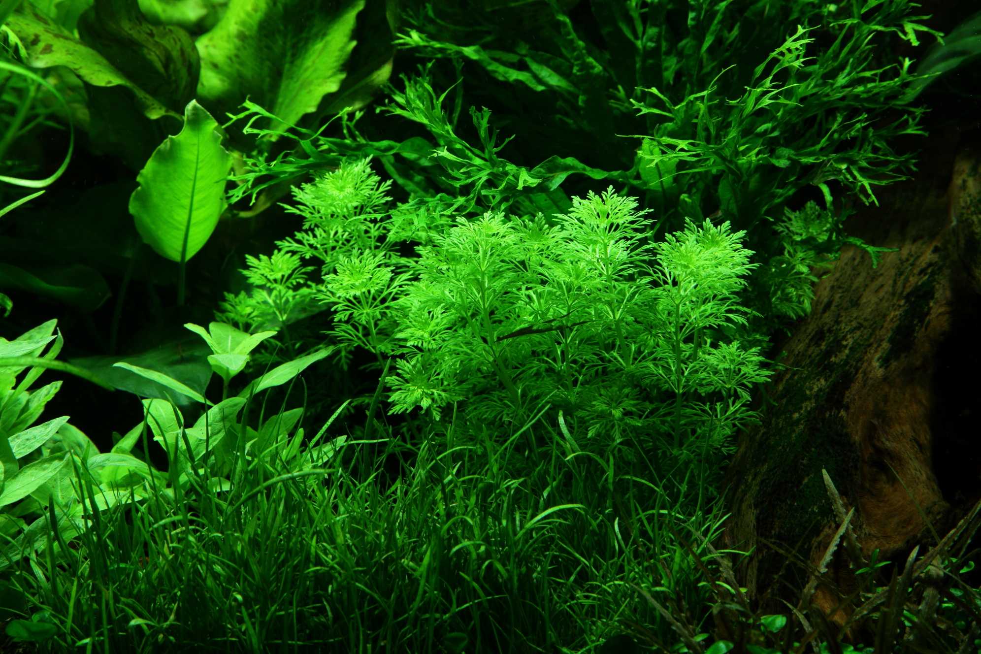 Лимнофила сидячецветковая или сессилифлора Limnophila sessiliflora  это одно из самых красивых и распространенных растений Обычно его размещают на заднем плане высокого аквариума
