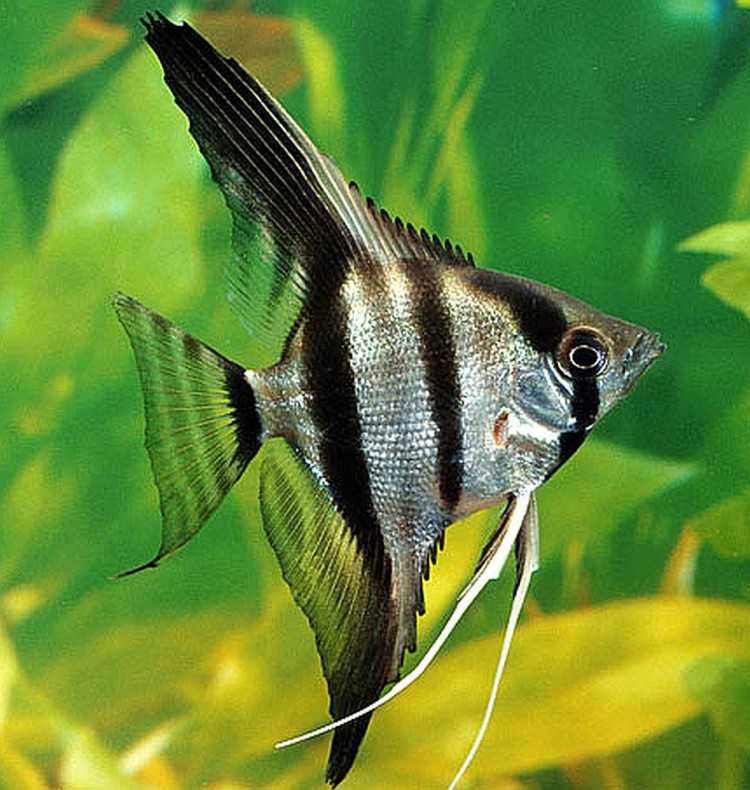 Скалярия мраморная является селекционной морфой обычной скалярии  Pterophyllum scalare
