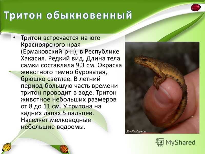 Тритоны в аквариуме: содержание и уход
тритоны в аквариуме: содержание и уход