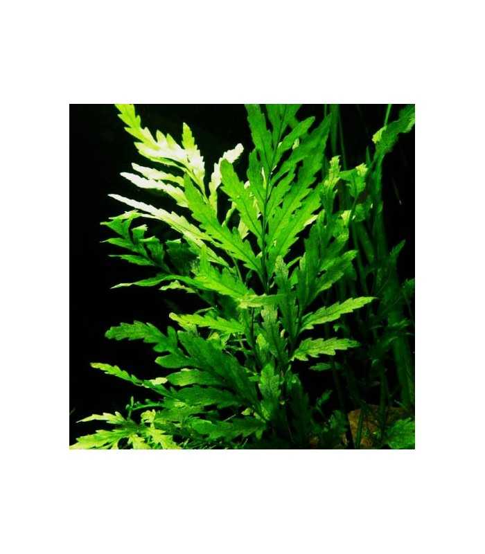 Папоротник больбитис (bolbitis heudelotii): описание, содержание, фото и отзывы