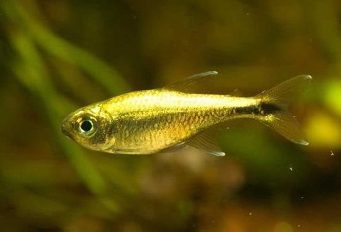 Gold tetra: руководство по естественному уходу, разведение, размер резервуара и болезни