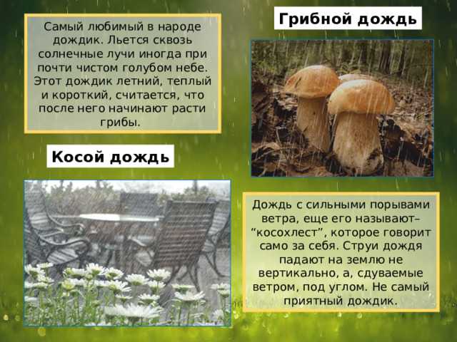 Грибной дождь: что это значит и как его понять?