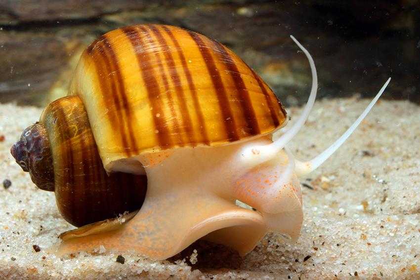 Шип дьявола Faunus ater  это разновидность солоноводной улитки Pachychilidae     Параметры воды для содержания температура 2528°С,  Жесткость dH 520°,   pH 7,08,7
