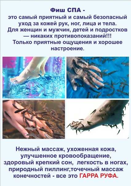 Гарра руфа: содержание рыбки в домашних условиях, уход, разведение дома, лечебное действие, кормление, фото