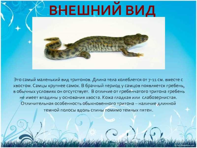 Испанские тритоны. содержание в домашнем аквариуме - домашние животные