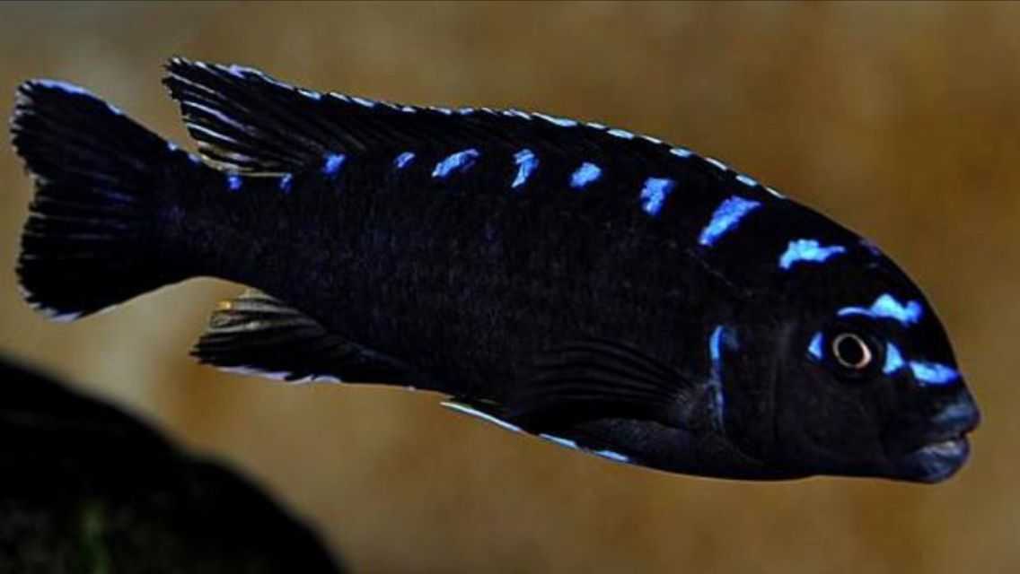 Элонгатус псевдотрофеус мпанга (pseudotropheus elongatus mpanga)