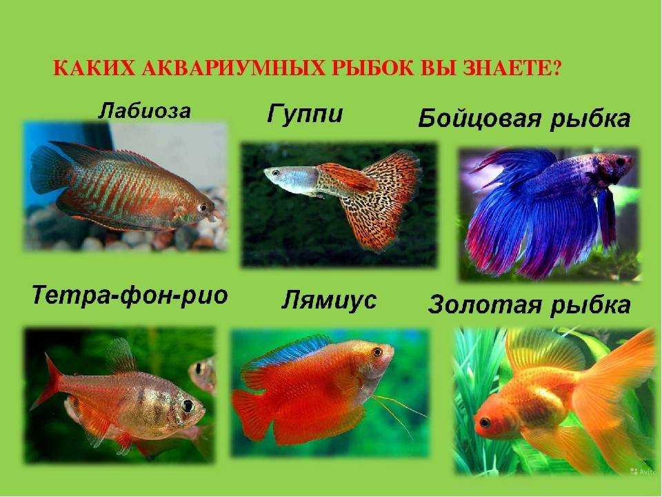 Стайные аквариумные рыбки: виды и описание с фото
стайные аквариумные рыбки: виды и описание с фото