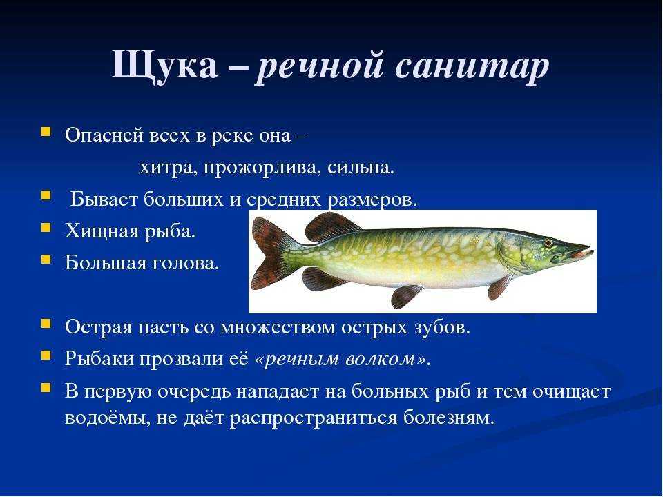 Рыбка хилодус в аквариуме