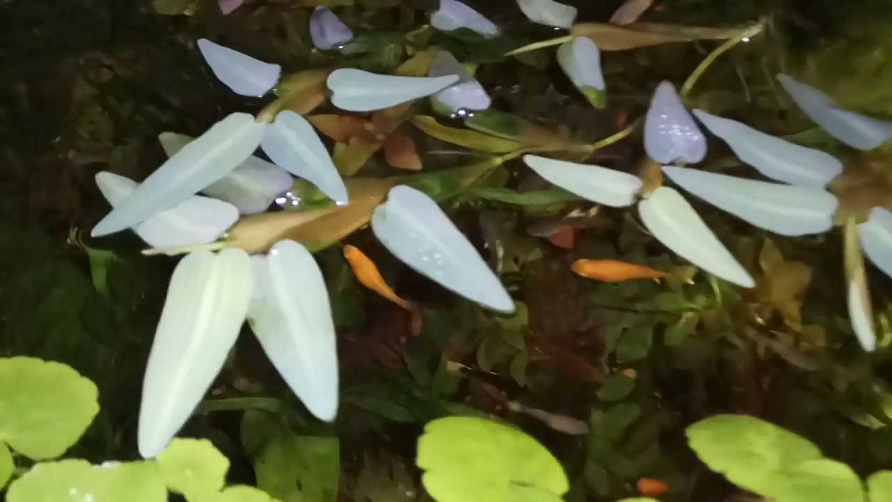 Водный гиацинт эйхорния