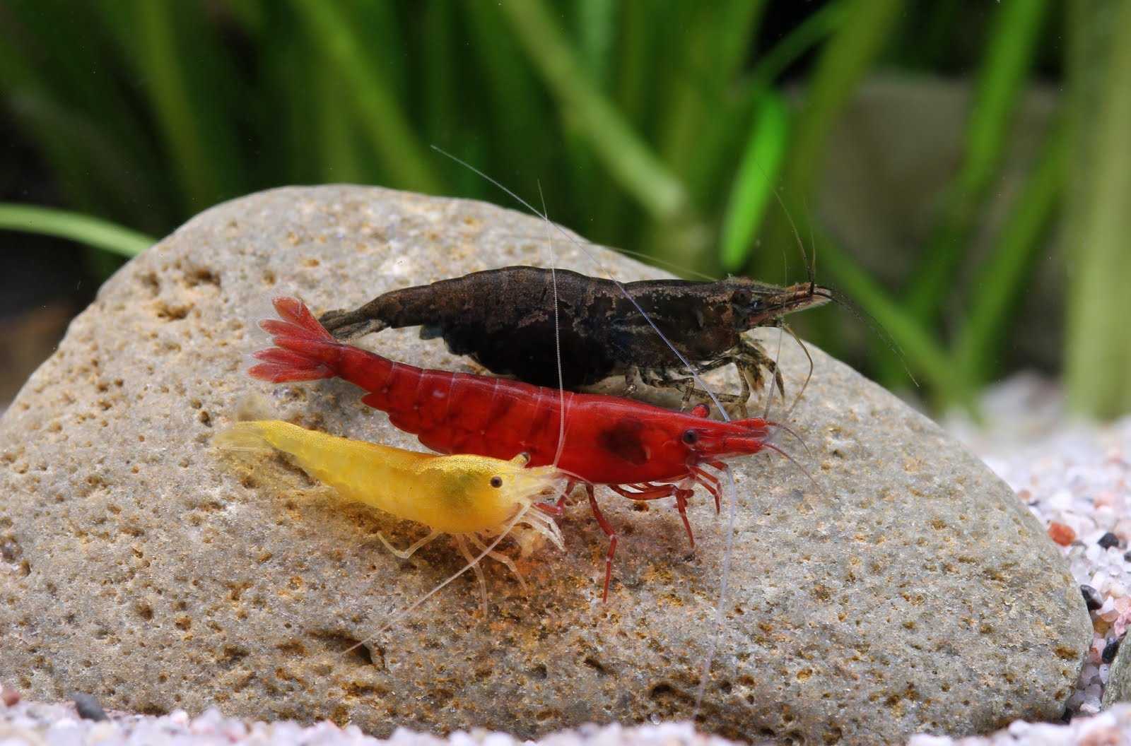 Какие рыбки могут жить с креветками?