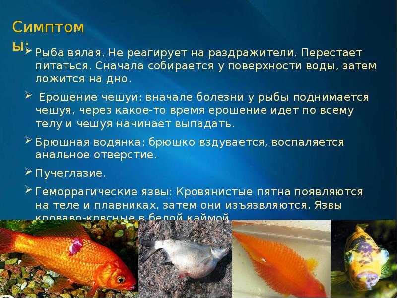 Плавниковая гниль: лечение