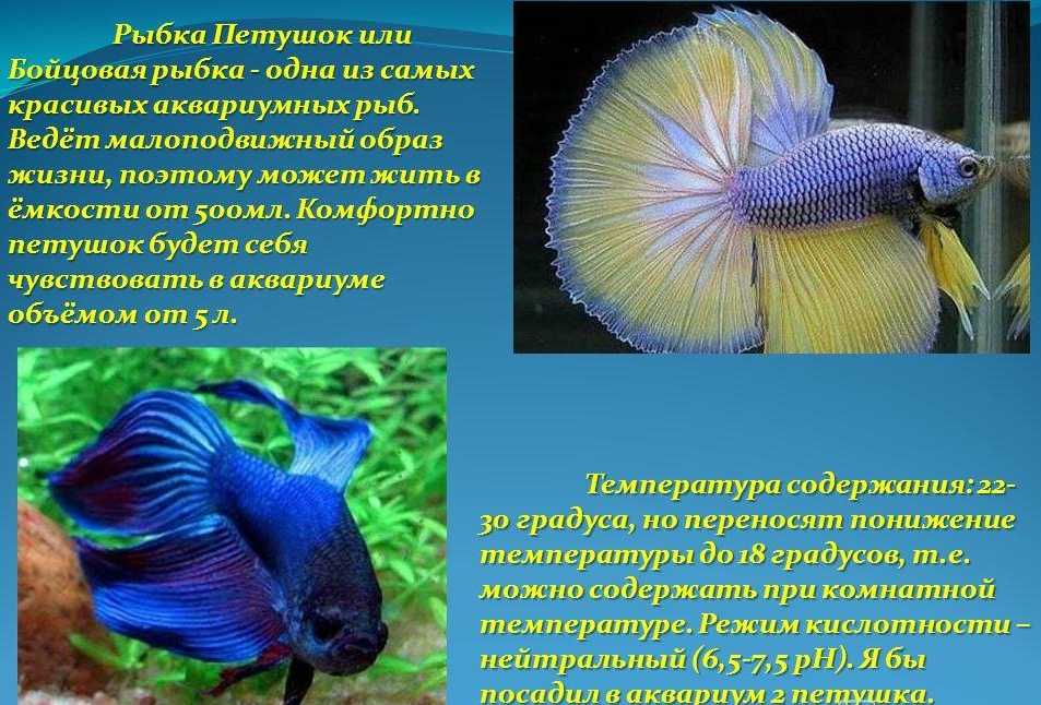 Сиамский петушок: виды, условия содержания рыбки, разведение