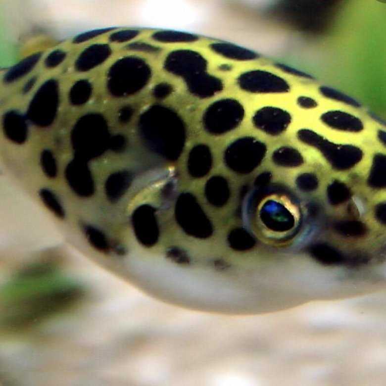 Тетраодон зеленый / на латыни: tetraodon nigroviridis