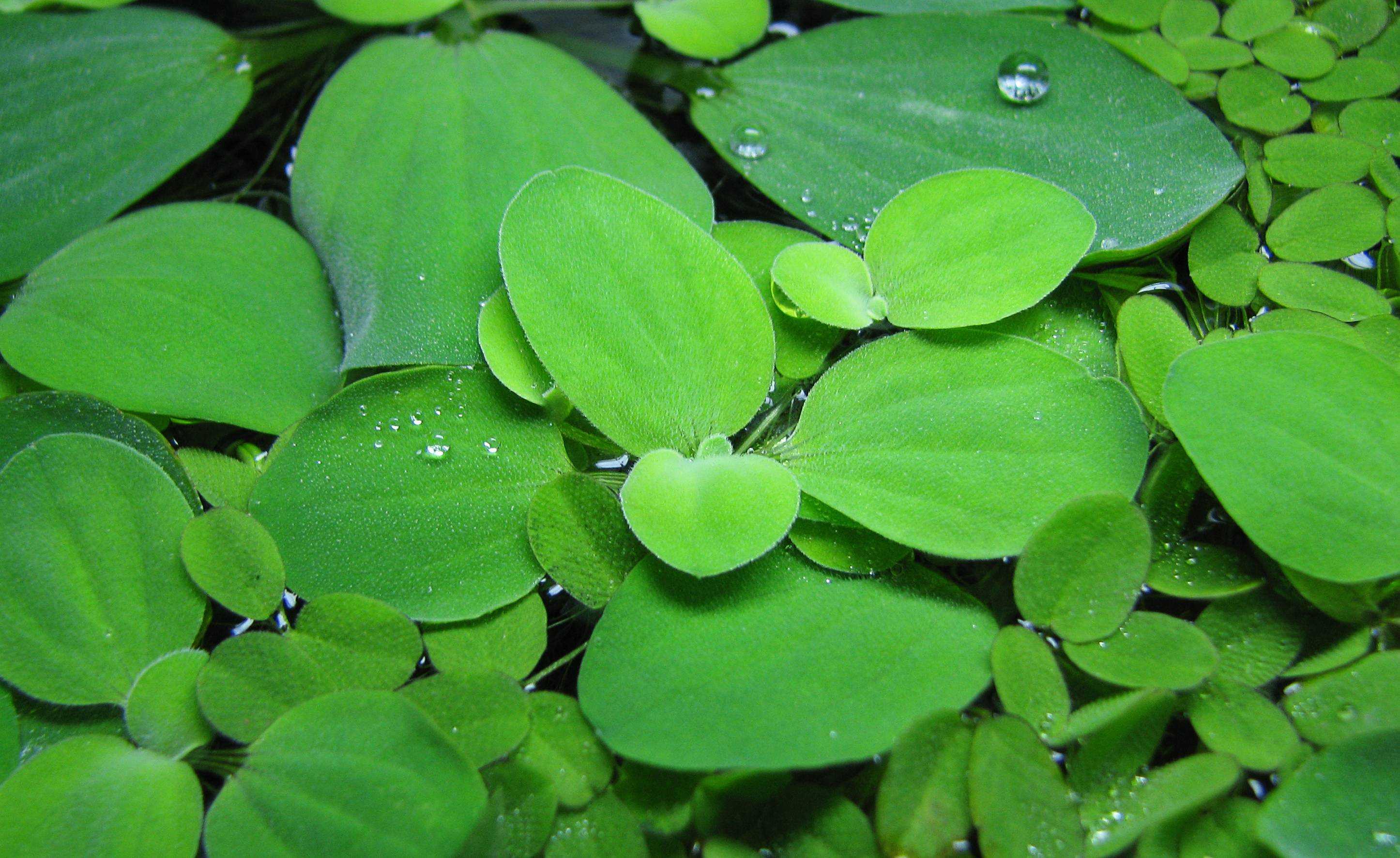 Пистия или водяной салат (pistia stratiotes)