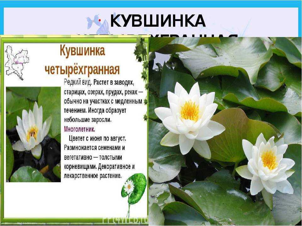Нимфея – содержание, разведение, совместимость с другими