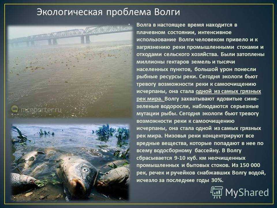 Охрана волги от загрязнений: меры и проблемы