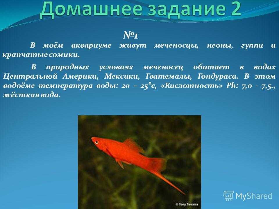 Меченосец: описание с фото и видео популярной рыбки | 7petdays