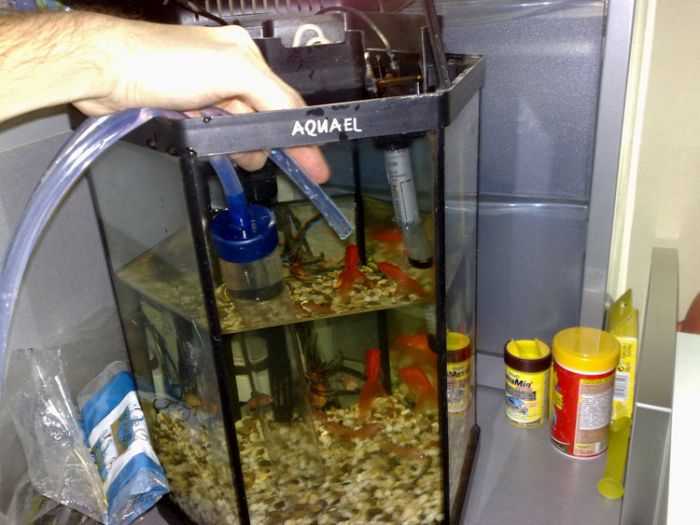 Правильная замена воды в аквариуме