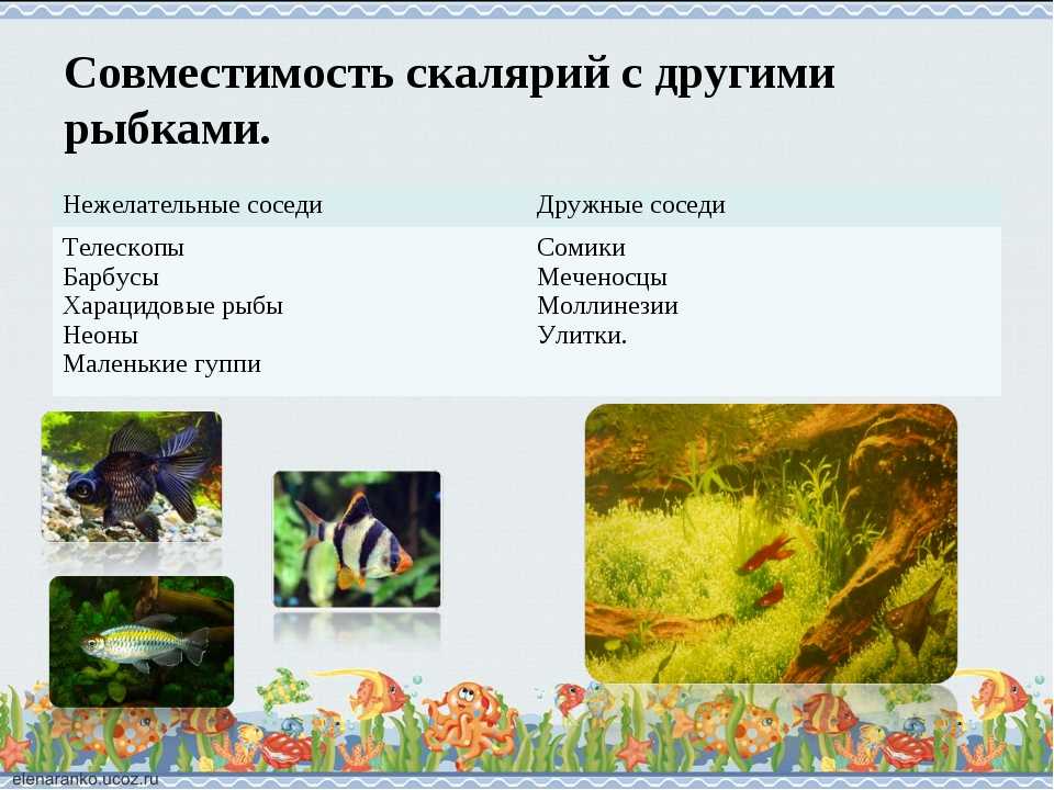 Красочное разнообразие скалярий – находка для аквариумиста